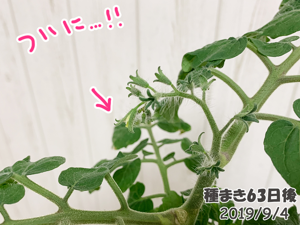 育てるグリーンペット63日目_ミニトマトが開花