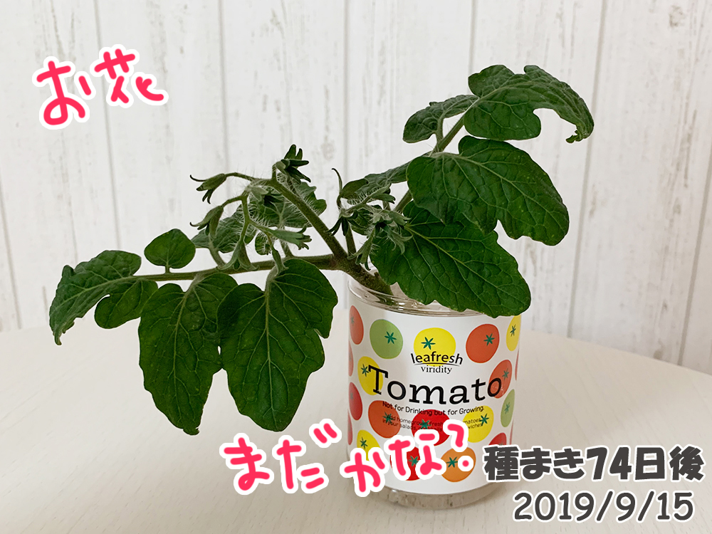 育てるグリーンペット74日目_脇芽のミニトマト