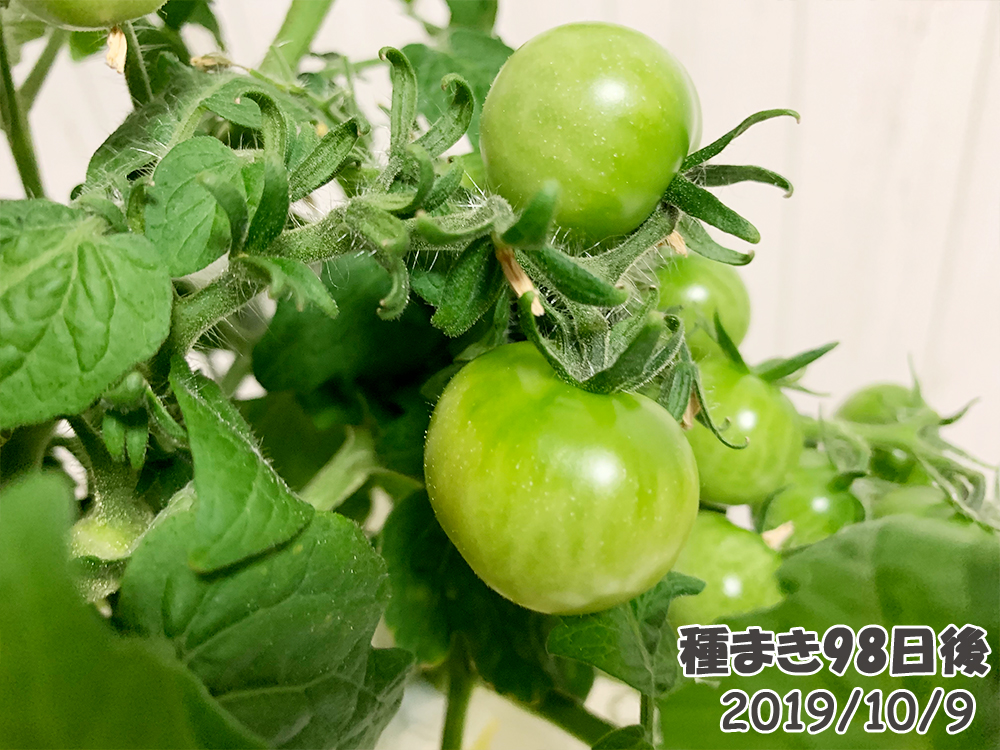 育てるグリーンペット98日目_どんどん増えるミニトマト