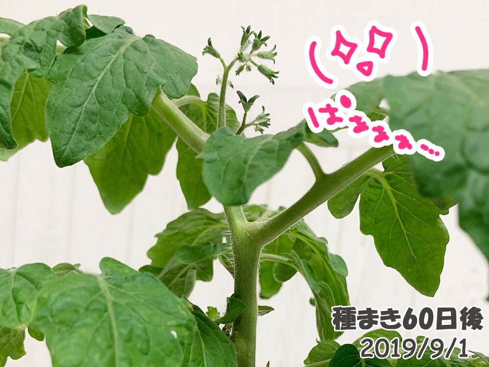 育てるグリーンペットミニトマトの栽培_つぼみが出た！