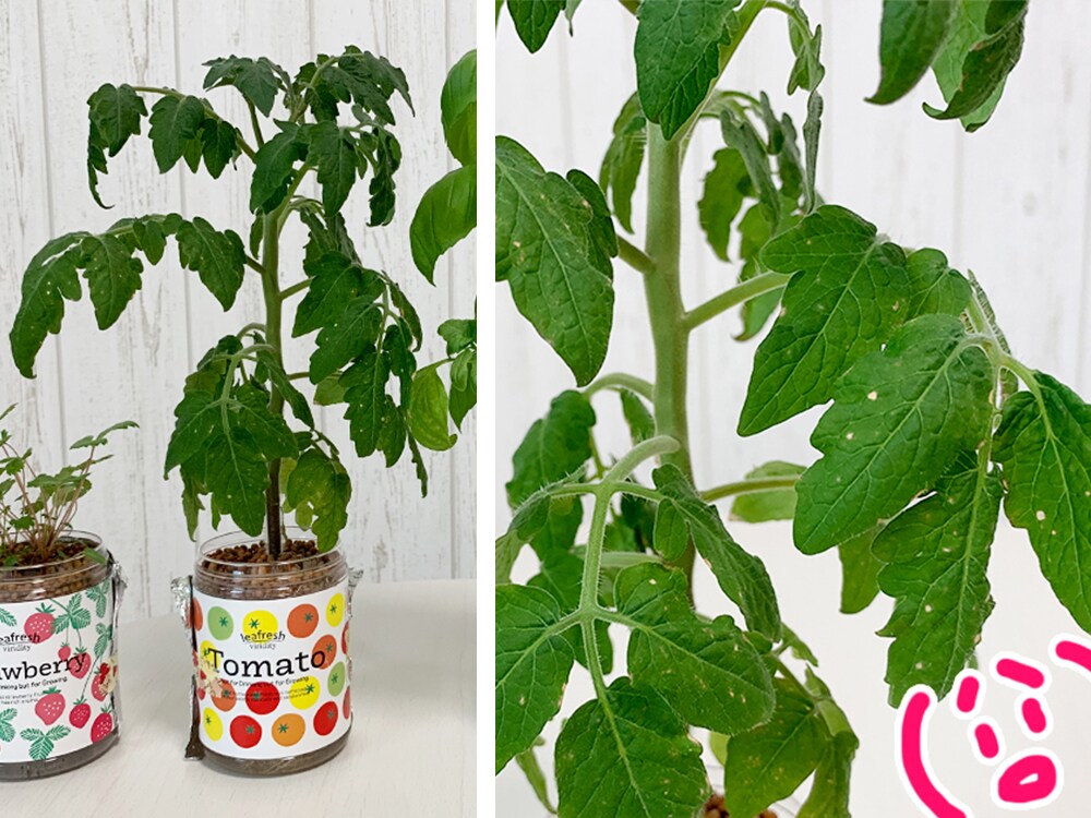 育てるグリーンペットミニトマトの栽培_元気がなくなってきたミニトマト