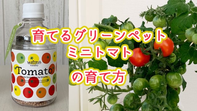 育てるグリーンペットミニトマトの栽培方法